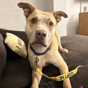 Carl, Bulldog, adult, available for adoption
