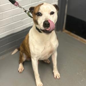 Bud, Terrier, Pit Bull, senior, available for adoption