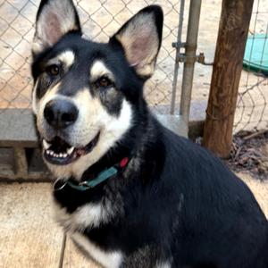 Hawk, Husky, adult, available for adoption