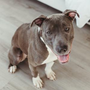 A blue pit bull terrier mix dog sitting on a wooden floor, looking up at the camera with its tongue out.