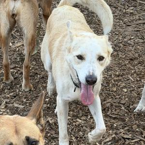 Koda (Frazier), Cattle Dog, Australian (Red Heeler), adult, available for adoption