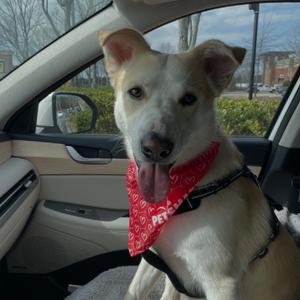 Koda (Frazier), Cattle Dog, Australian (Red Heeler), adult, available for adoption