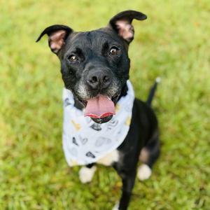 Brooke, Terrier, Pit Bull, adult, available for adoption