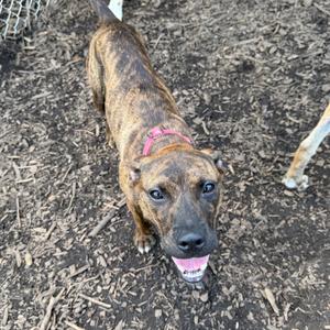 A brindle dog with a pink collar standing on a dirt ground, looking up at the camera with its mouth open.