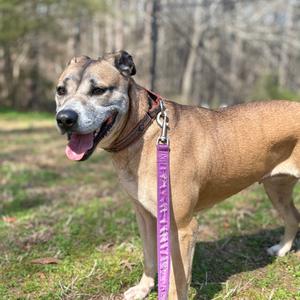 A tan-colored dog with a purple leash stands on grass with trees in the background.