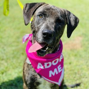 Berkley, Mastiff, Cane Corso, senior, available for adoption