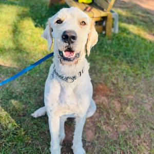 Hank, Pyrenees, Great, adult, available for adoption