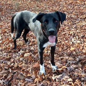 Katie, Collie, Border, adult, available for adoption
