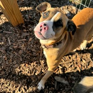 Journey, Boxer, adult, available for adoption