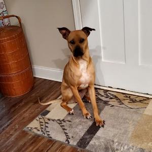Buddy, Boxer, adult, available for adoption