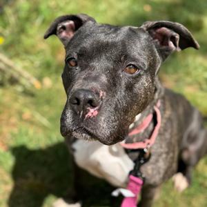 Cassie, Terrier, Pit Bull, adult, available for adoption