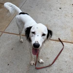 A white dog with black ears and a black spot on its back, standing on a concrete surface with a red leash attached to its collar.