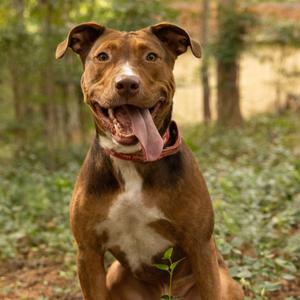 A brown pit bull mix dog with its tongue hanging out sits outdoors with a blurred background of trees and foliage.