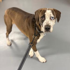 A medium-sized dog with brown and white fur, heterochromia (one blue eye, one brown eye), and a white blaze on its face, standing on a leash.