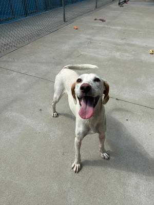 A white dog with floppy ears and a pink tongue is standing on a concrete surface, looking up with a happy expression. The background shows a chain-link fence and some scattered objects.
