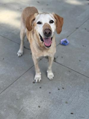 A happy dog with a light brown coat and floppy ears is standing on a concrete surface, looking directly at the camera with its mouth open and tongue out. In the background, there is a blue object on the ground.