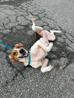 A dog lying on its back on a cracked asphalt surface, wearing a blue collar and leash, with its legs in the air and tongue out.