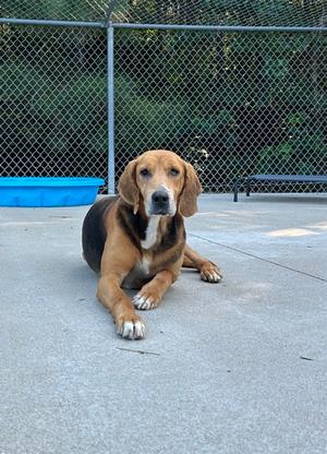 Halftime, Hound Mix, senior, available for adoption