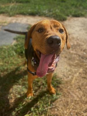 Beau, Hound Mix, young, available for adoption