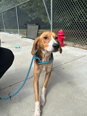Poe, Hound Mix, young, available for adoption