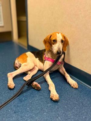 Honey Pot, Hound Mix, senior, available for adoption