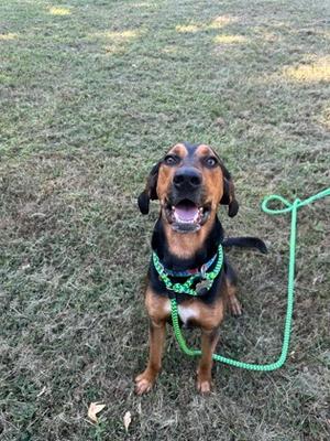 A black and brown dog with floppy ears is sitting on a grassy field, wearing a green harness and leash. The dog is looking up with its mouth open, appearing happy and excited.