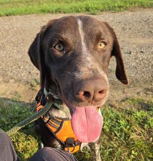 Morty, German Shorthaired Pointer, adult, available for adoption