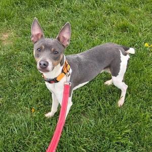 Javee, Rat Terrier, adult, available for adoption