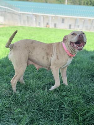 Pinkie, Catahoula Leopard Dog / Terrier, adult, available for adoption