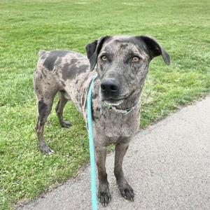 Duke, Catahoula Leopard Dog, adult, available for adoption