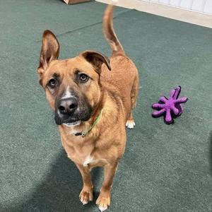 Bellah, German Shepherd Dog, adult, available for adoption