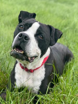 Bismarck, American Bulldog, adult, available for adoption