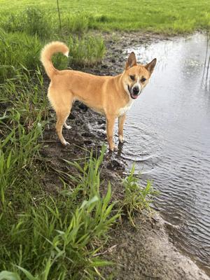 Averie, Husky, adult, available for adoption