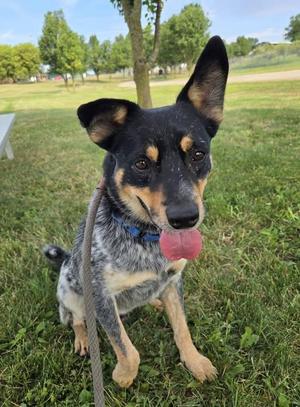 A black and tan dog with a blue collar and a pink tongue sticking out, sitting on grass in a park.