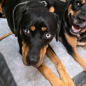 Stella, Rottweiler, adult, available for adoption