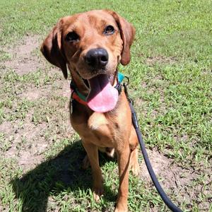 Moose, Hound, Black and Tan Coonhound, adult, available for adoption