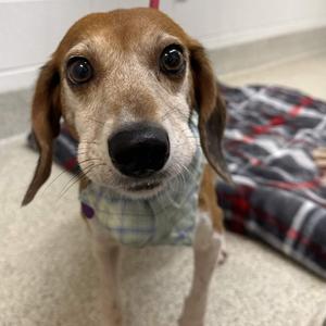 Rosemary, Beagle, adult, available for adoption