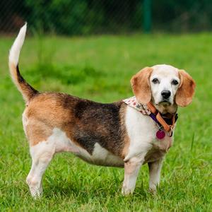 Sage, Beagle, senior, available for adoption