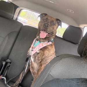 Daisy, Mixed Breed (Large), adult, available for adoption