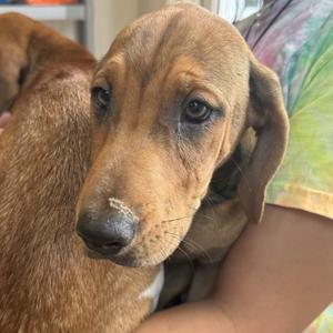Penn, Hound, available for adoption