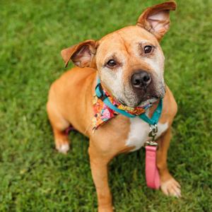 Maryland, Mixed Breed (Medium), senior, available for adoption