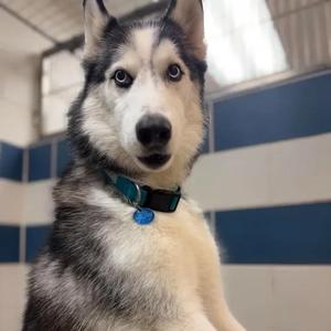 Aries, Husky, senior, available for adoption