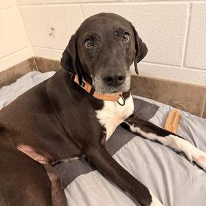Patricia, Mixed Breed (Medium), adult, available for adoption