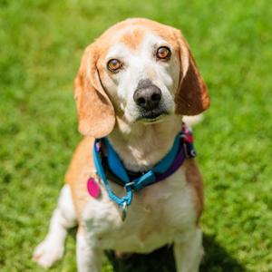 Rebel, Beagle, senior, available for adoption