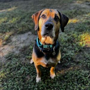 Bear, Hound, senior, available for adoption
