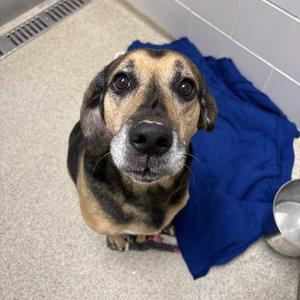 Bear, Hound, senior, available for adoption