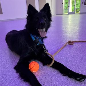 Ladybug, Shepherd, German, adult, available for adoption