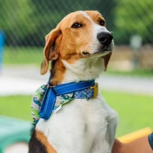 Rhodes, Hound, adult, available for adoption