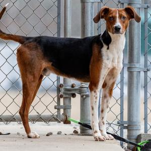 Totally Tucker, Foxhound, American, senior, available for adoption