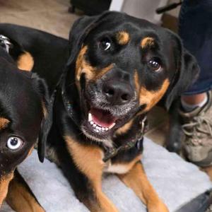 Luna, Rottweiler, adult, available for adoption